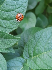 Harmonia axyridis