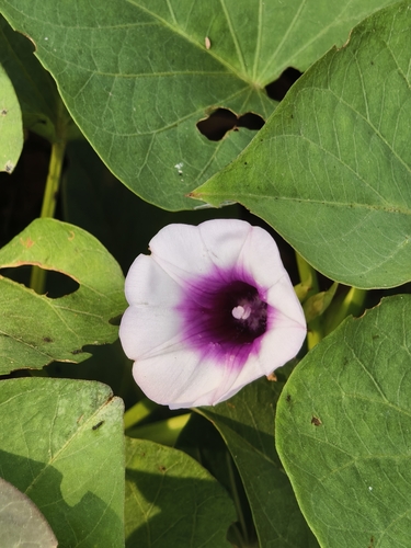 Ipomoea batatas observed 2026-10-26