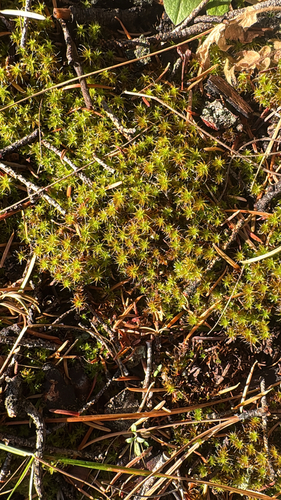 Star Moss