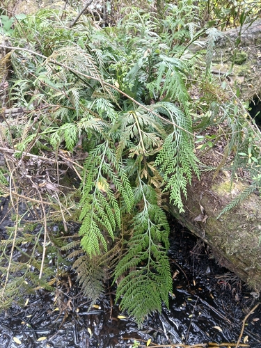 Asplenium flaccidum observed 2026-10-26