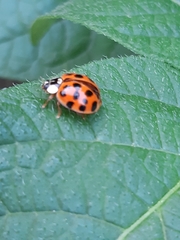 Harmonia axyridis