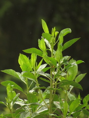 Baccharis nitida