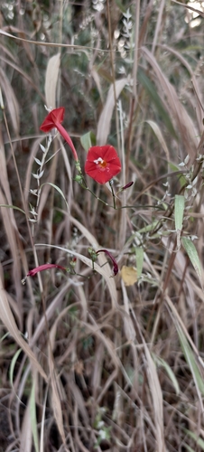 Ipomoea hederifolia observed 2026-10-26