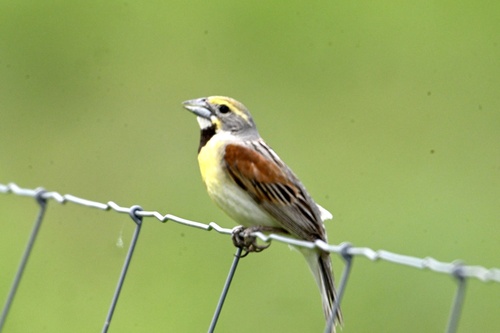 Dickcissel