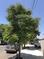 Radermachera sinica