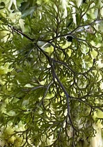 Hymenophyllum multifidum observed 2026-10-20
