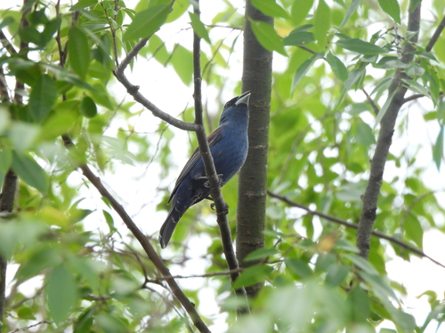 Blue Grosbeak