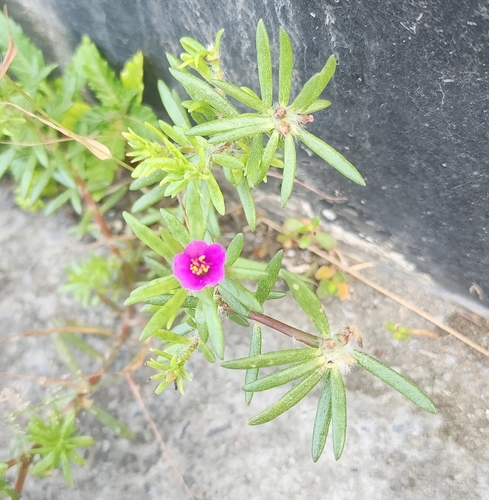 毛馬齒莧