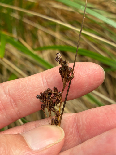 Juncus effusus observed 2026-10-25