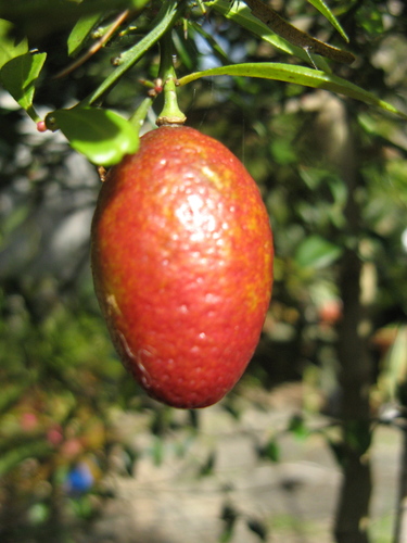 Finger Lime