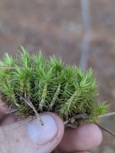 Dicranum polysetum observed 2026-10-25
