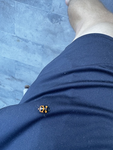 Harlequin Bug