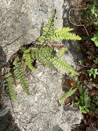 Myriopteris alabamensis, 2026-10-25