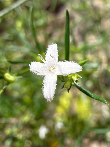 diamond-flowers