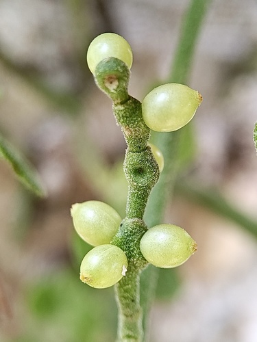 American Mistletoe