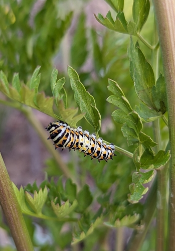 Anise Swallowtail