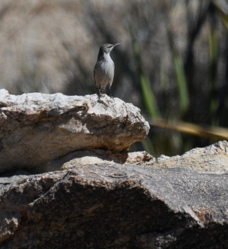Rock Wren