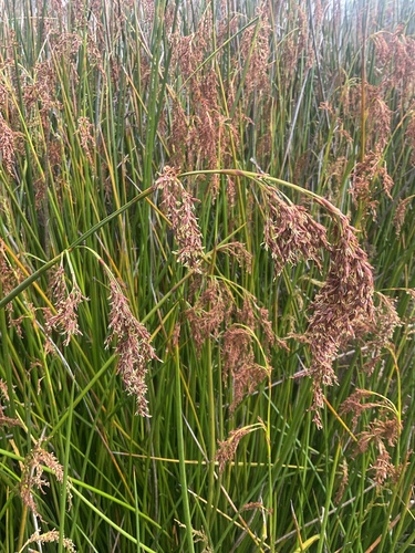 Machaerina articulata observed 2026-10-22