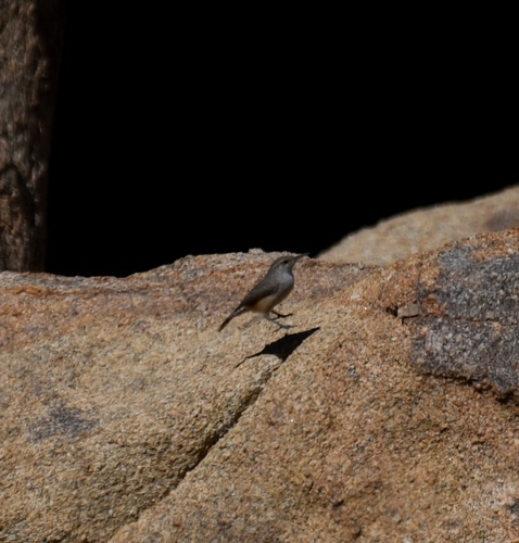 Rock Wren