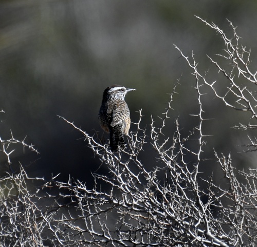 Cactus Wren