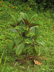 Meriania nobilis