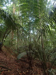 Astrocaryum paramaca