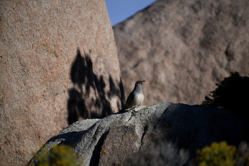 Gambel's Quail
