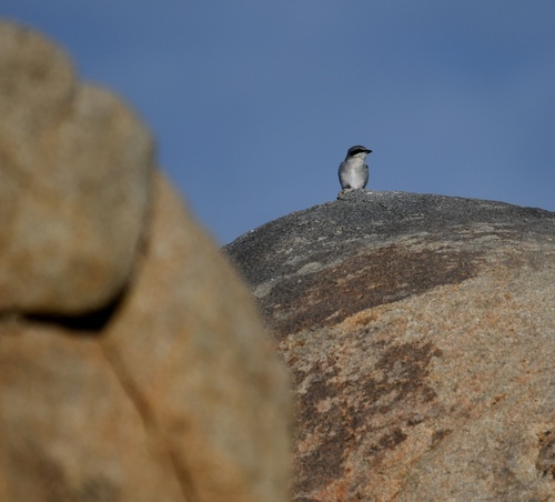Loggerhead Shrike