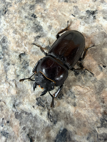 Dorcus, 2026-10-25