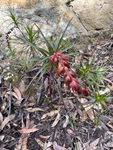Dracophyllum secundum observed 2026-10-26