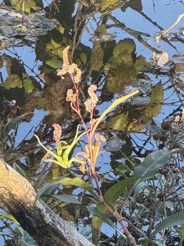 Persicaria glabra observed 2026-10-25