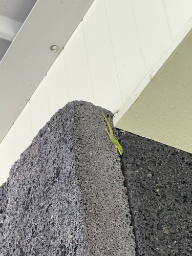 Phelsuma laticauda, 2026-10-24
