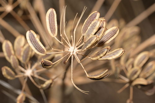 Lomatium observed 2026-10-24