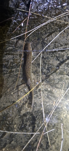 Misgurnus anguillicaudatus observed 2026-10-24