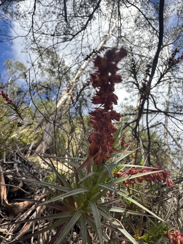 Dracophyllum secundum observed 2026-10-26