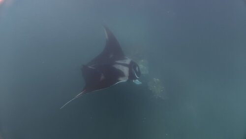 Mobula birostris observed 2026-10-21