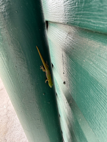 Phelsuma laticauda, 2026-10-25