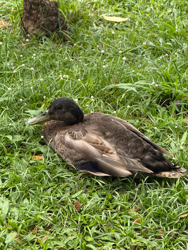 Anas platyrhynchos observed 2026-10-25