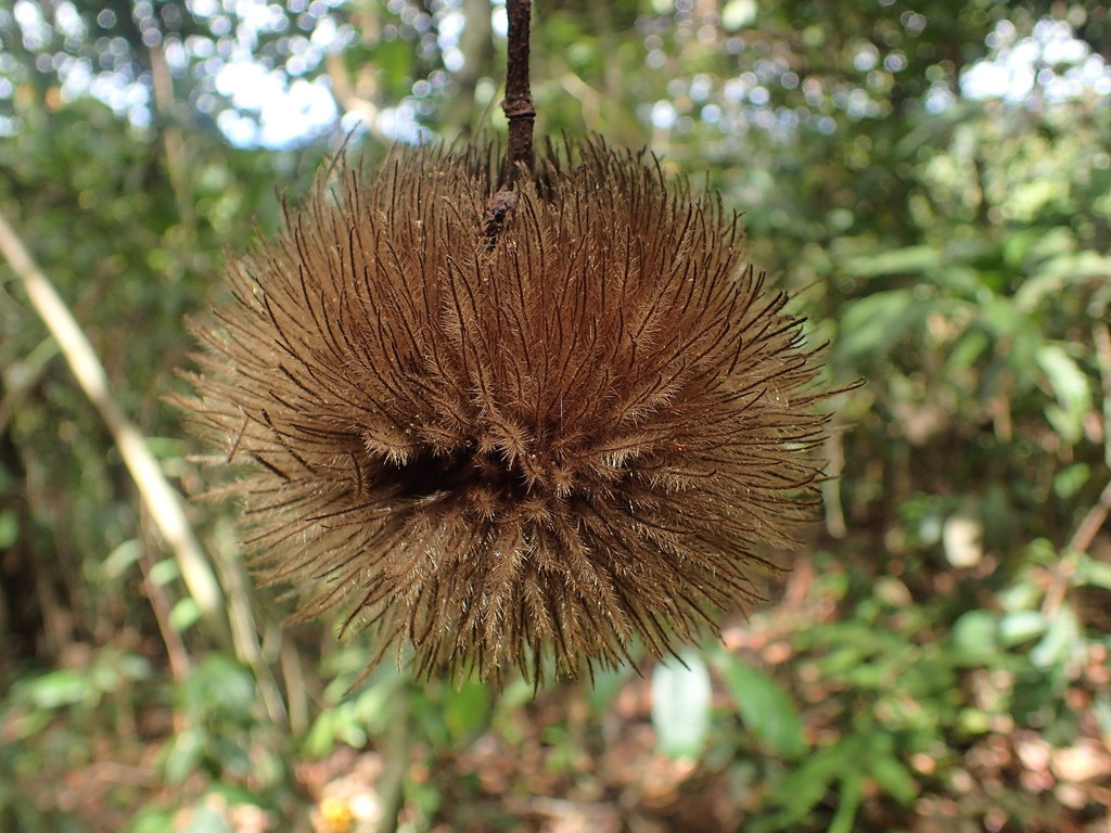 Apeiba albiflora