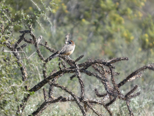 Cactus Wren