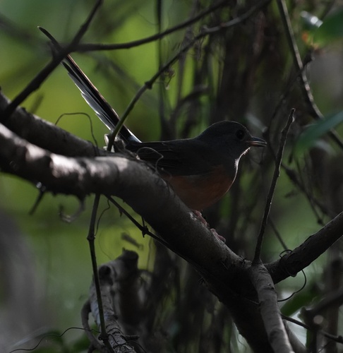 Copsychus malabaricus observed 2026-10-26