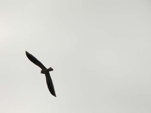 White-tailed Kite