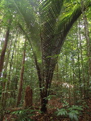 Astrocaryum paramaca