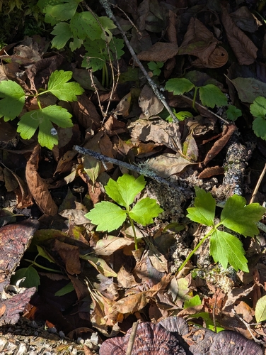 Cardamine observed 2026-10-25