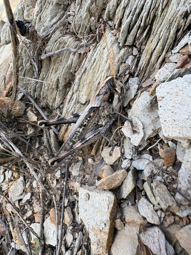 Gray Bird Grasshopper