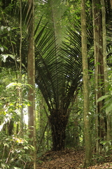 Astrocaryum paramaca