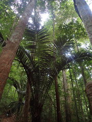 Astrocaryum paramaca