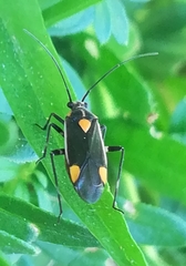 Capsodes flavomarginatus