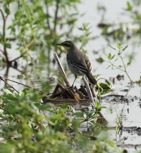 Motacilla flava observed 2026-10-26