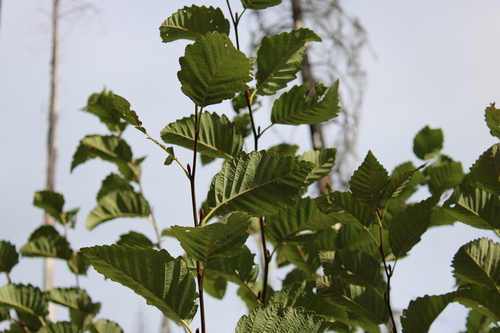 Alnus rubra observed 2026-10-25
